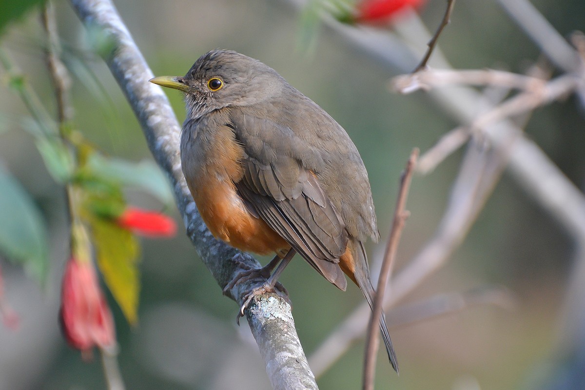 Rufous-bellied Thrush - ML367447461