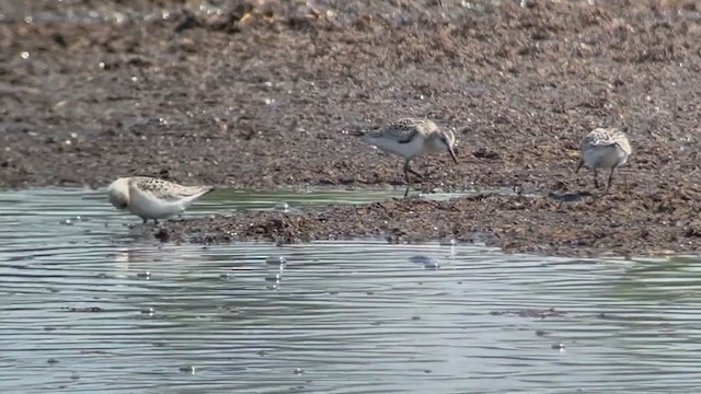 Bécasseau sanderling - ML367448291