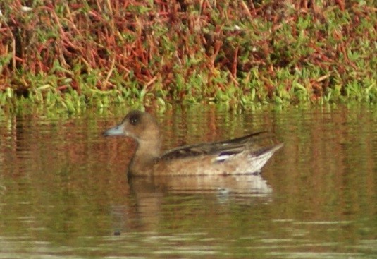 Eurasian Wigeon - Kristina McOmber