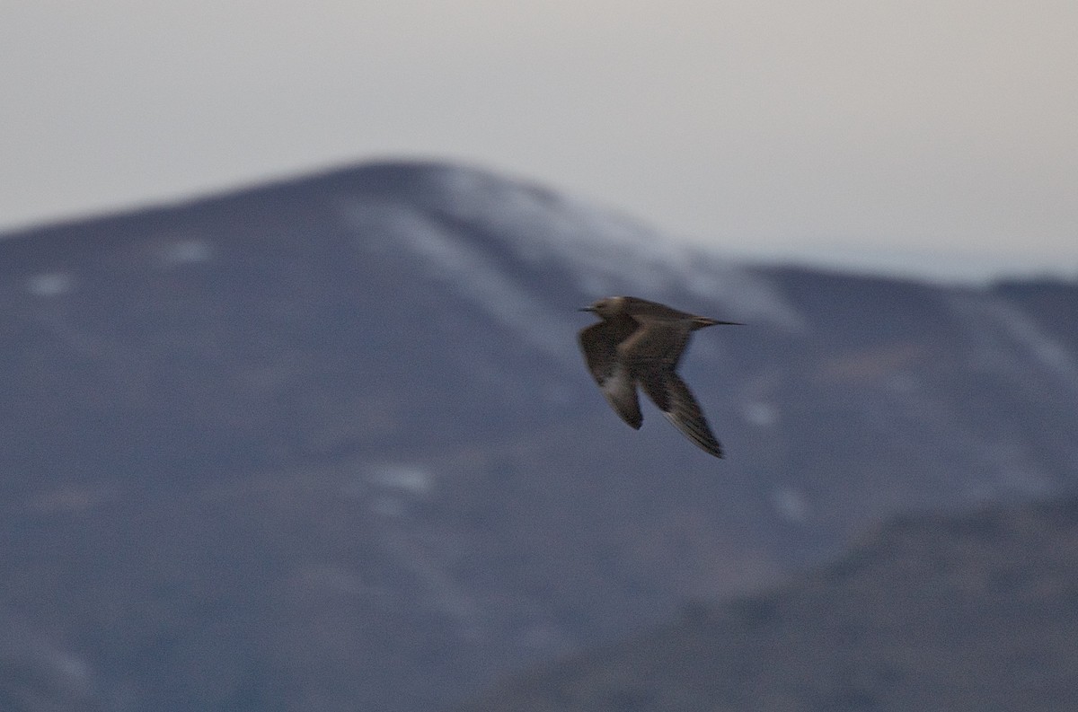 Parasitic Jaeger - ML367448651