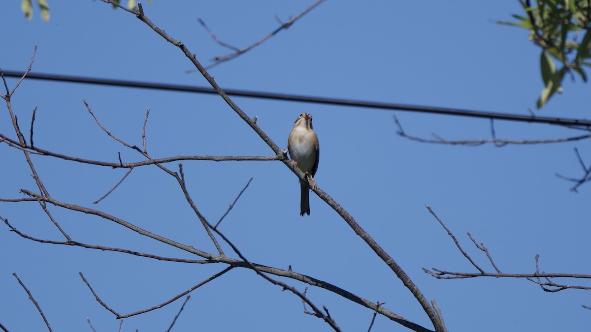 Clay-colored Sparrow - Chad Hutchinson