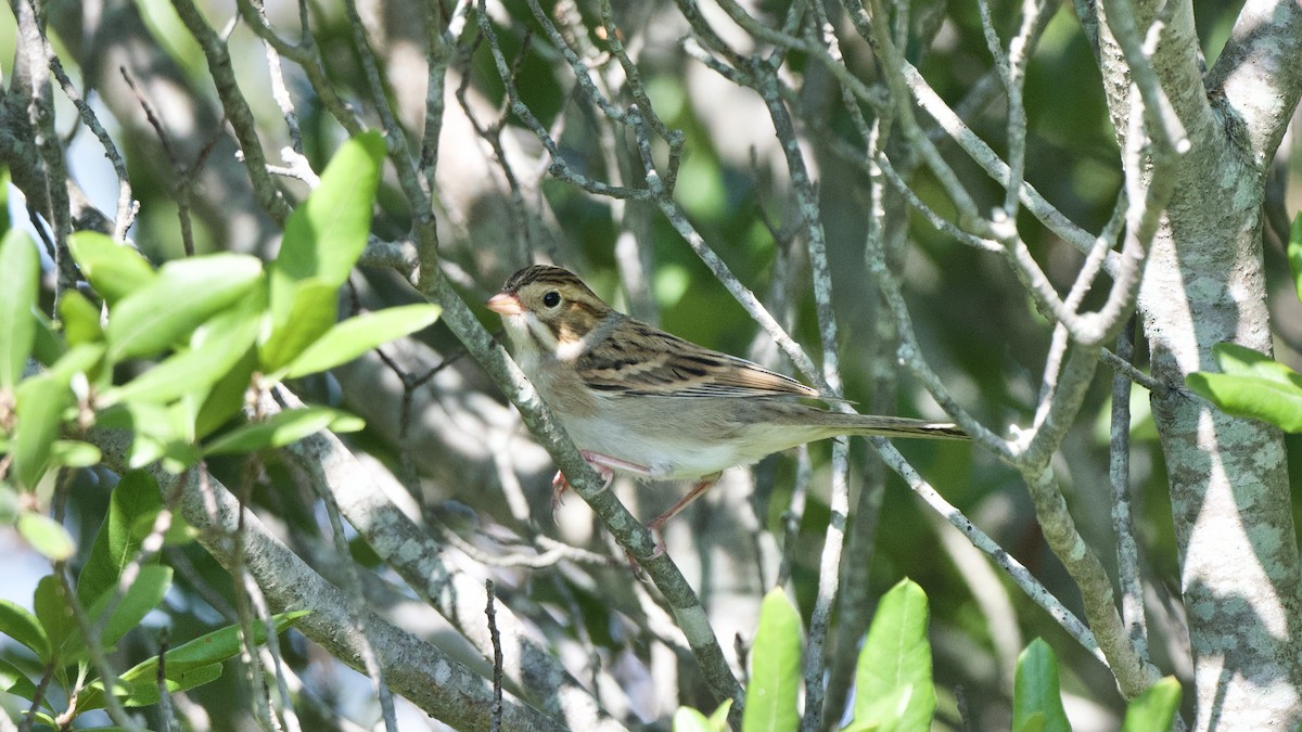 Clay-colored Sparrow - Chad Hutchinson