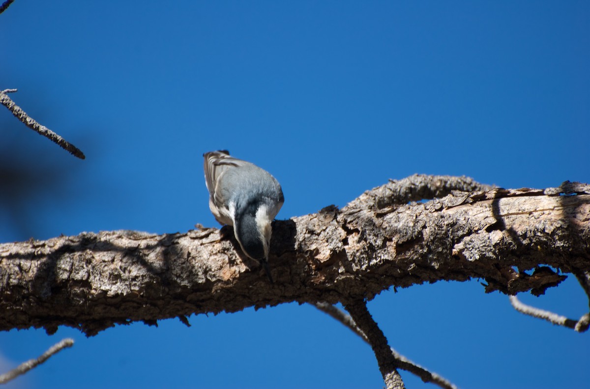 White-breasted Nuthatch (Interior West) - Christian  Nunes