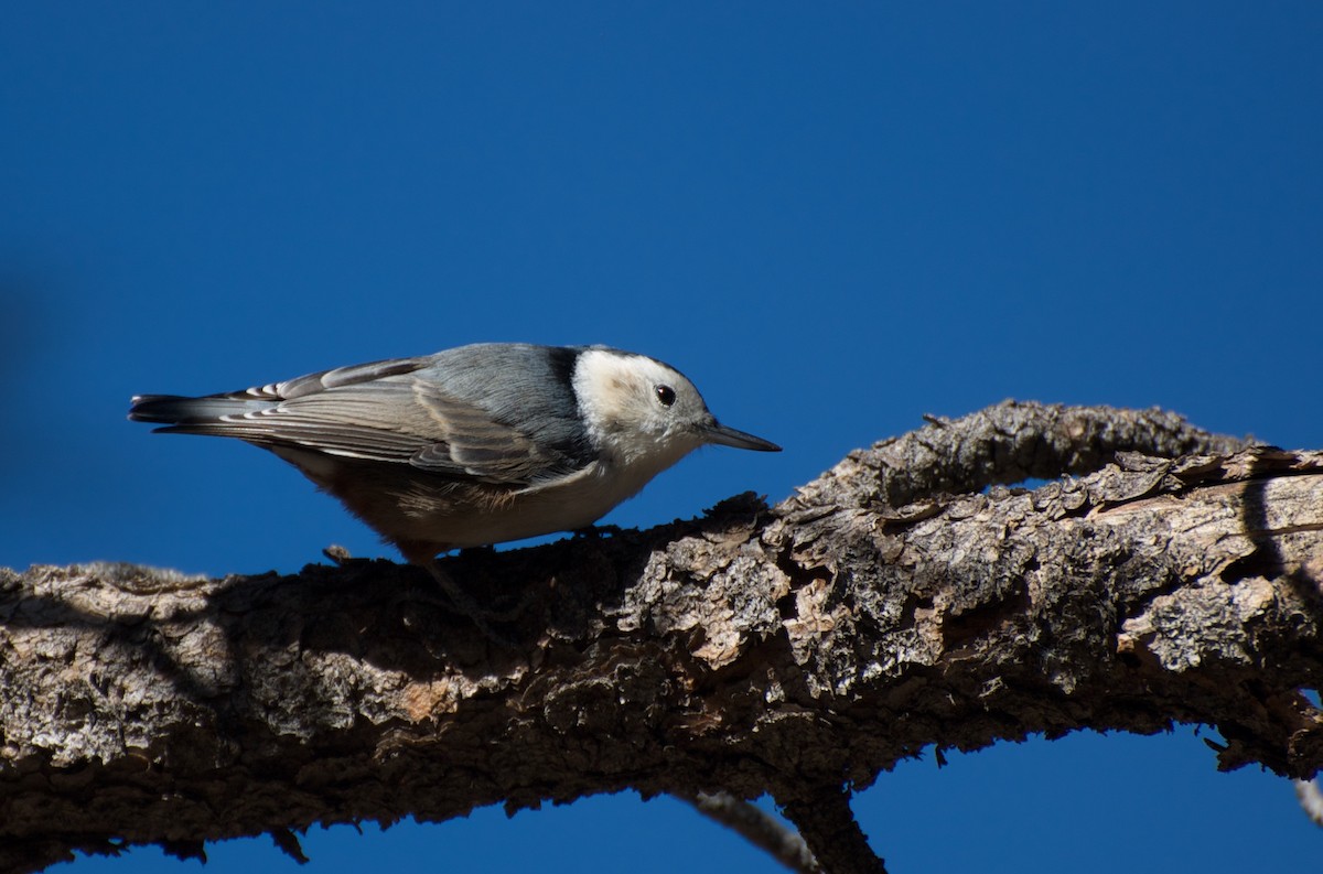 White-breasted Nuthatch (Interior West) - Christian  Nunes