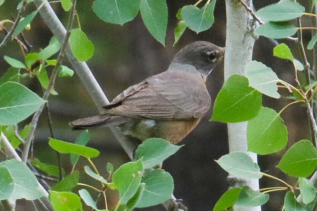 American Robin - ML367450591