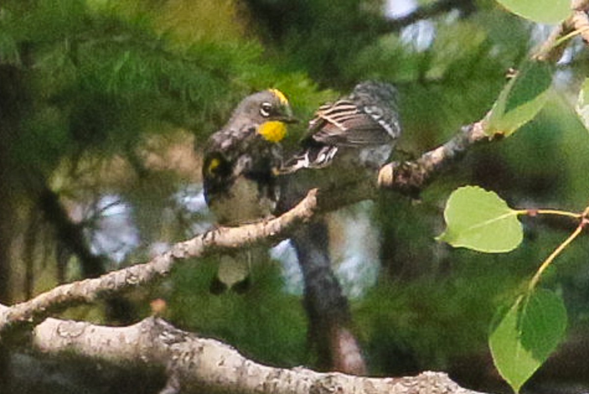 Kronenwaldsänger (Audubonwaldsänger) - ML367450671