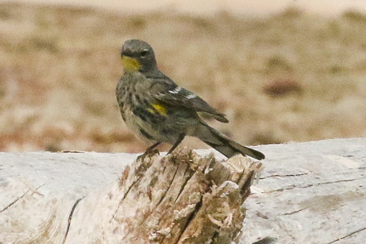 Yellow-rumped Warbler (Audubon's) - John Reynolds