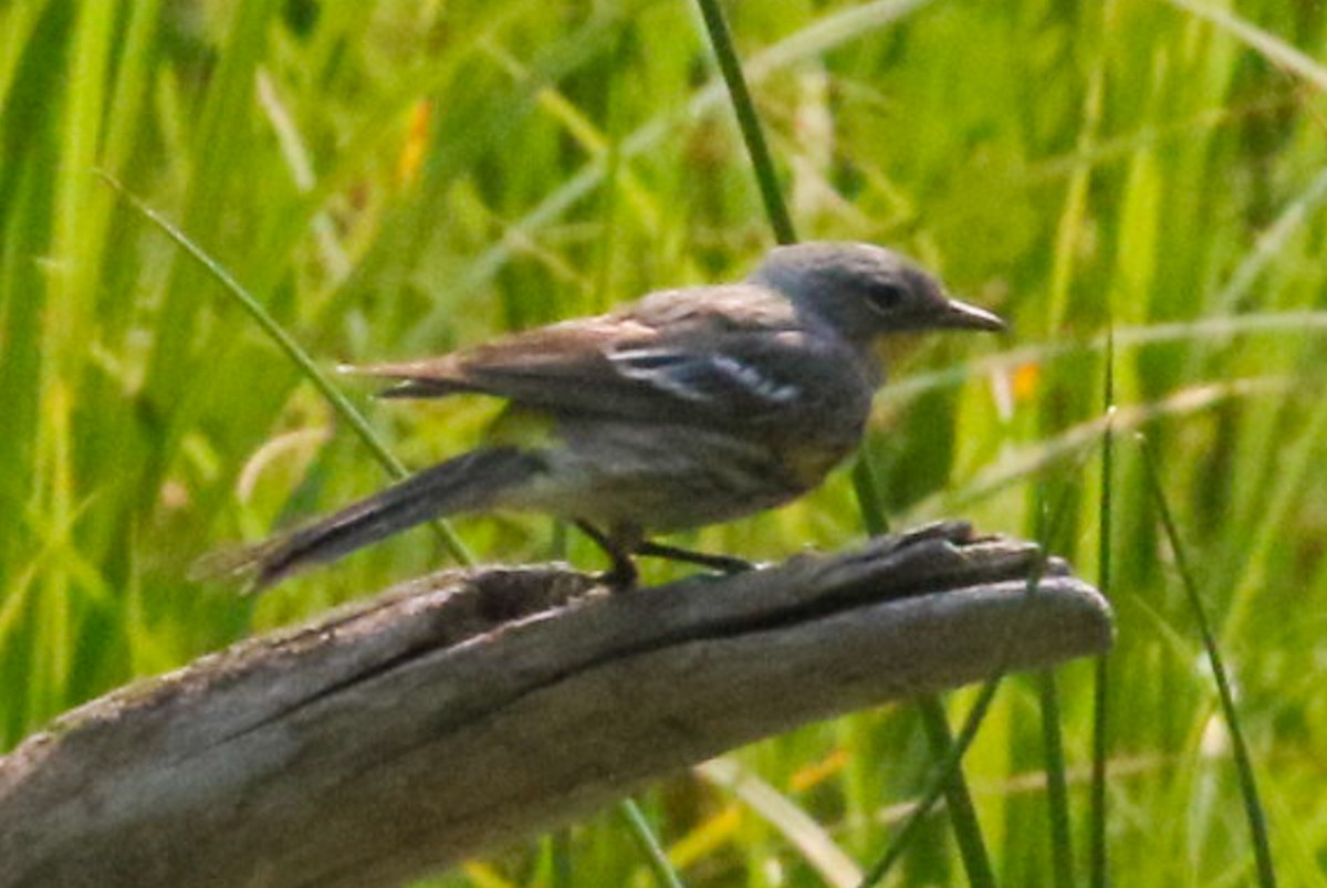 Yellow-rumped Warbler (Audubon's) - John Reynolds