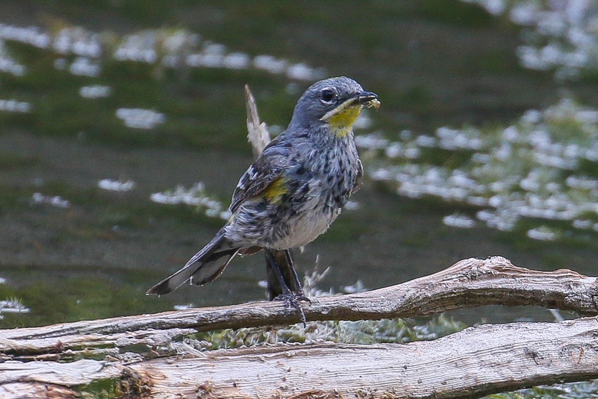 lesňáček žlutoskvrnný (ssp. auduboni) - ML367450701