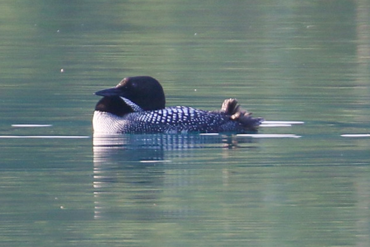 Common Loon - ML367450761