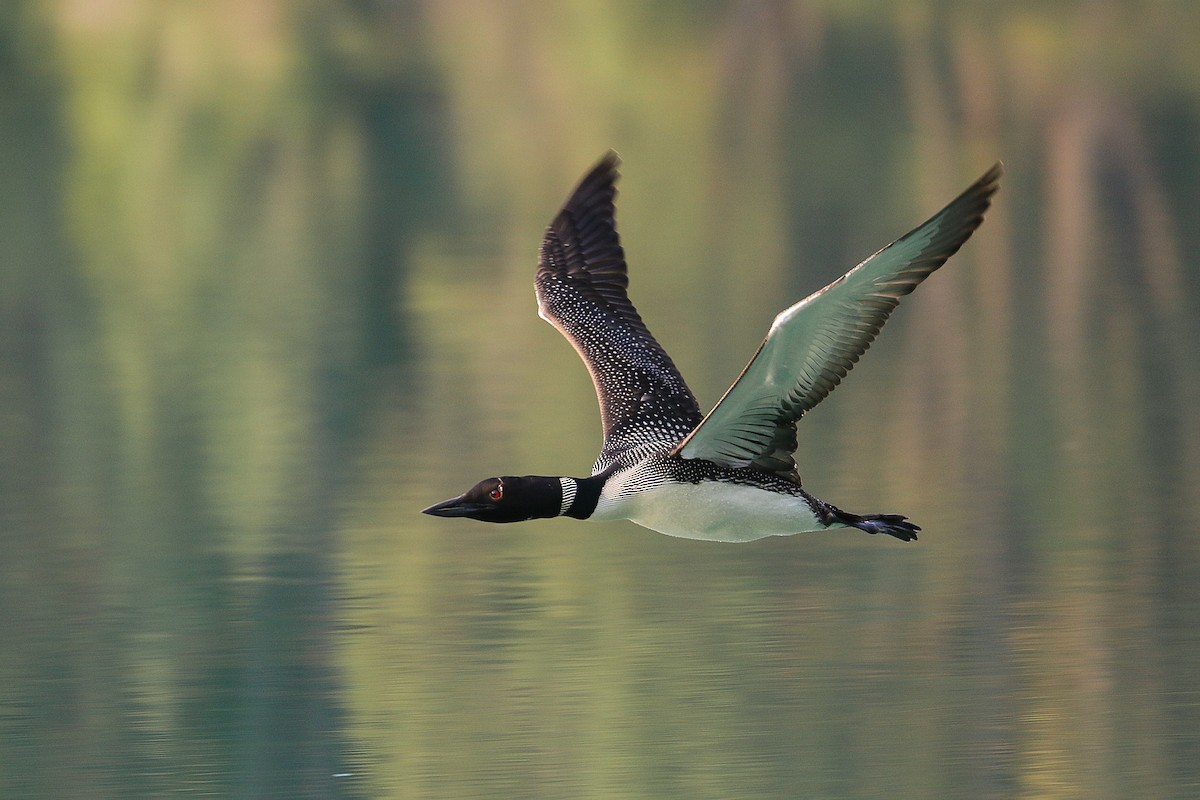 Plongeon huard - ML367450771