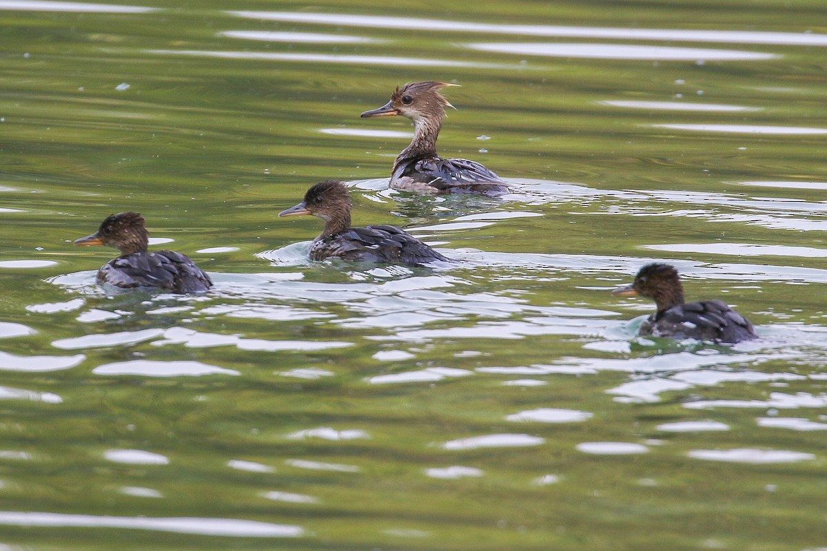 Hooded Merganser - ML367450841