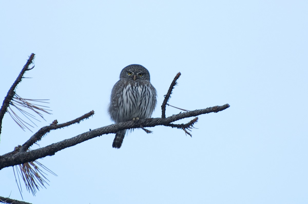 Northern Pygmy-Owl - Christian  Nunes