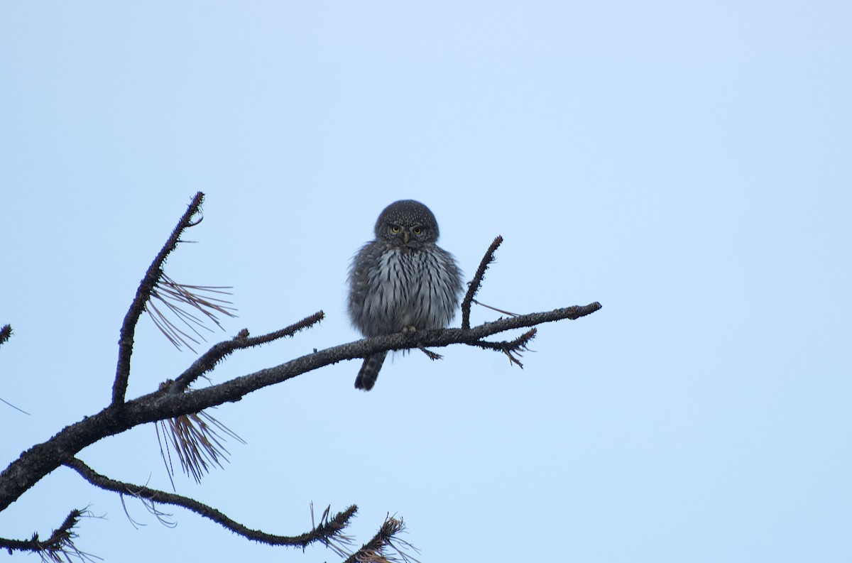 Northern Pygmy-Owl - Christian  Nunes