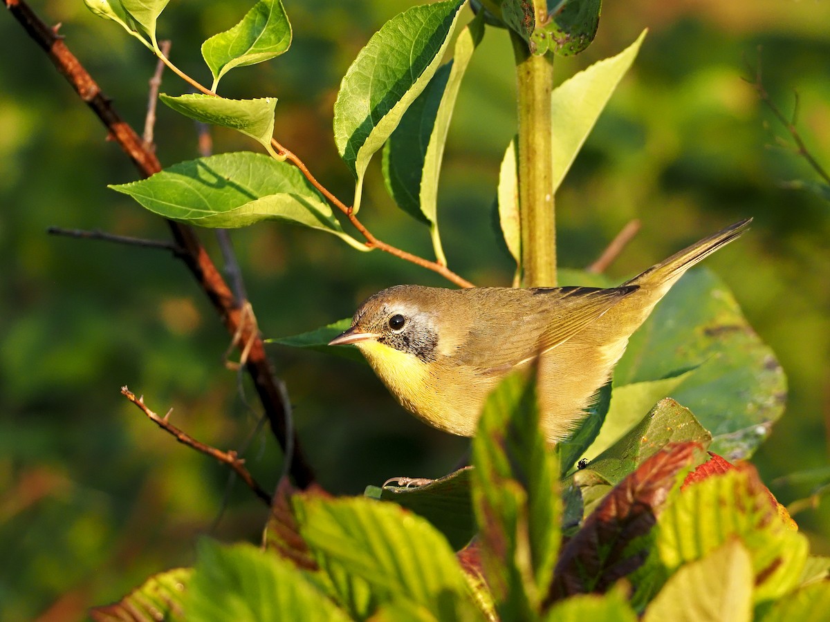 Common Yellowthroat - ML367453941