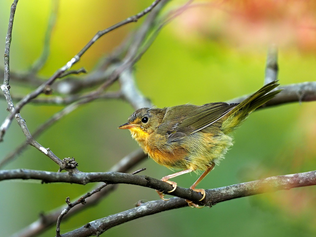 Common Yellowthroat - ML367454181