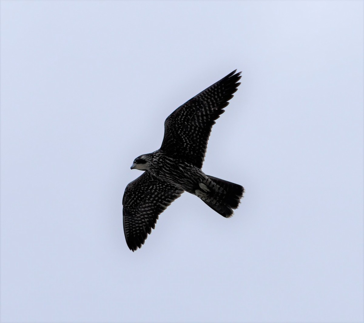 Peregrine Falcon (North American) - ML367455031