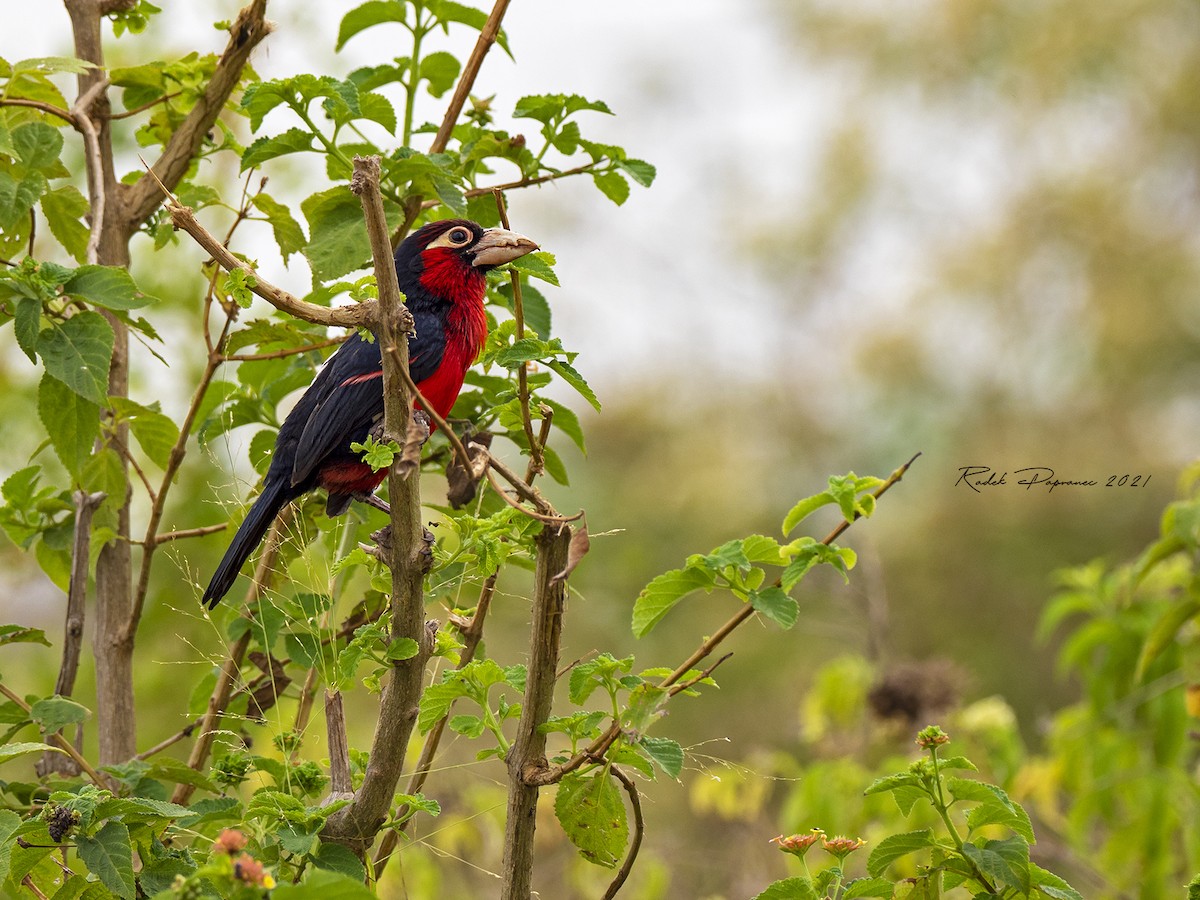 Double-toothed Barbet - ML367455321
