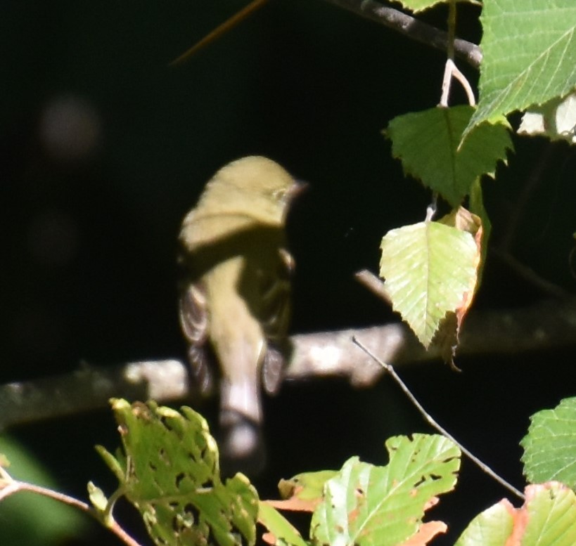 Yellow-bellied Flycatcher - ML367458201