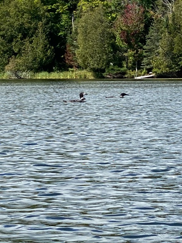 Common Loon - ML367458591