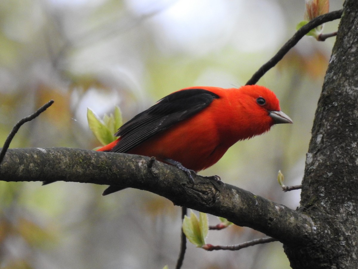 Scarlet Tanager - ML367459871