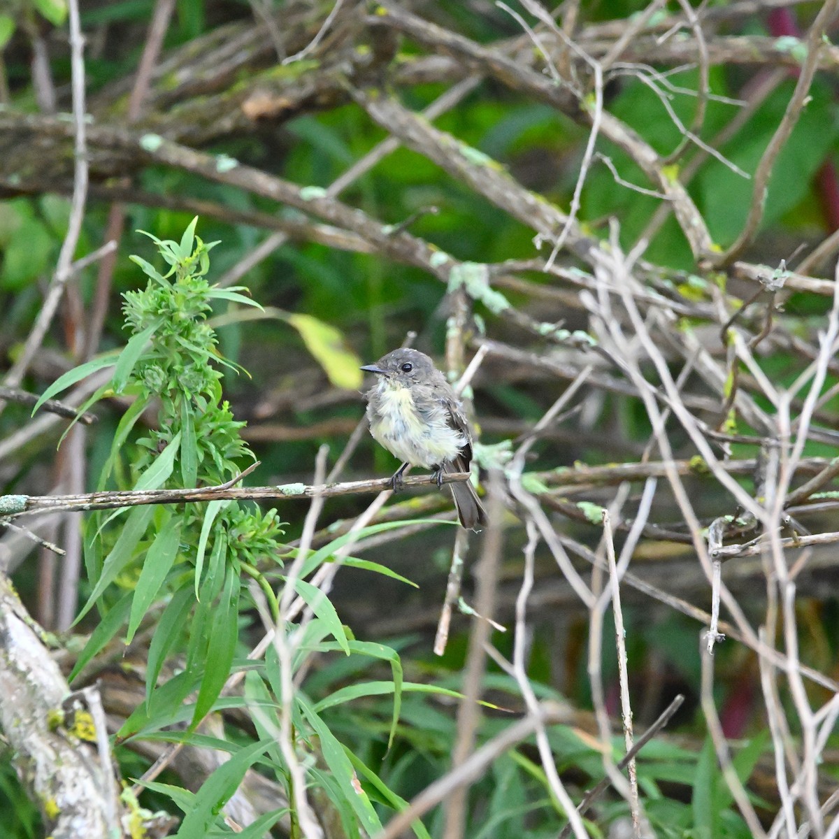 Eastern Phoebe - Brian Vitunic