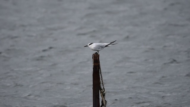 Sandwich Tern (Eurasian) - ML367464021