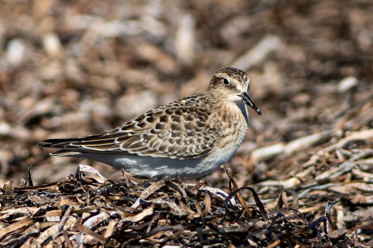 Baird's Sandpiper - Lee Dunn