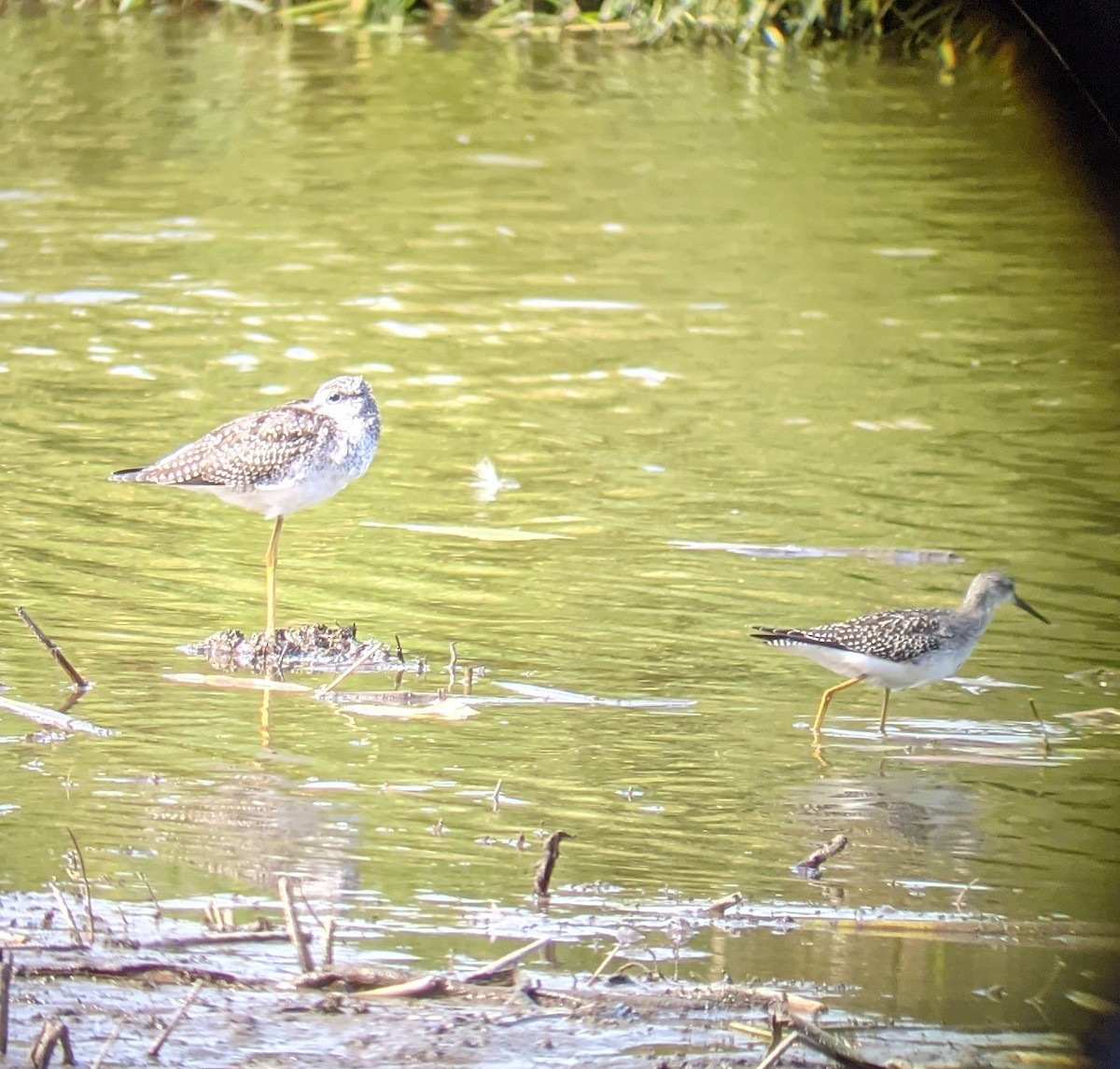 Lesser Yellowlegs - ML367471831