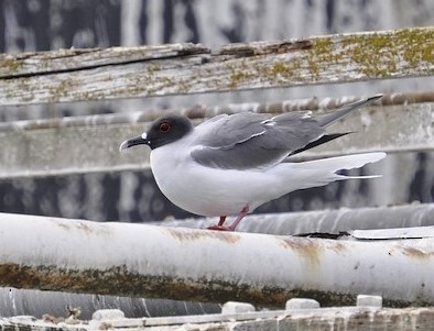 Swallow-tailed Gull - Paul Galvin