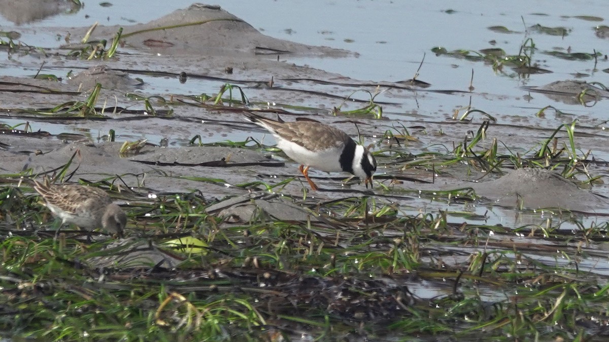 Common Ringed Plover - ML367474931