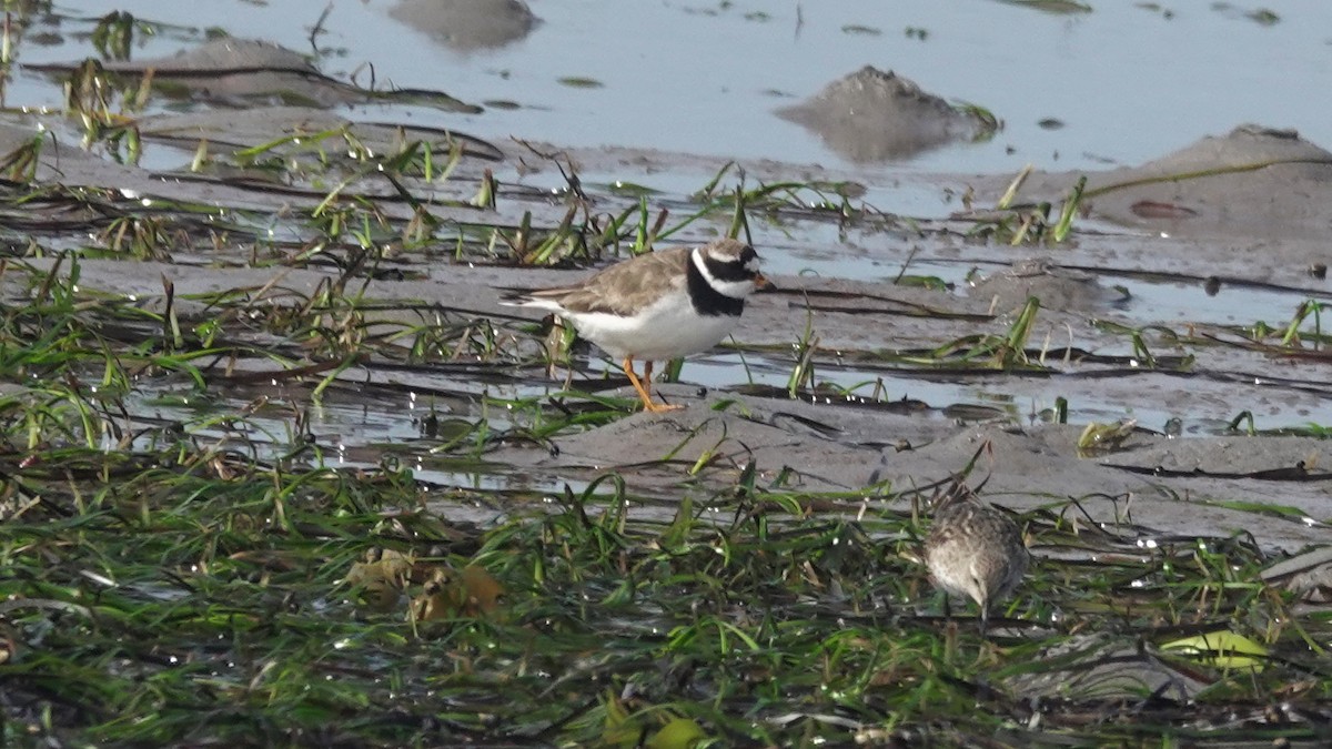 Common Ringed Plover - ML367474941