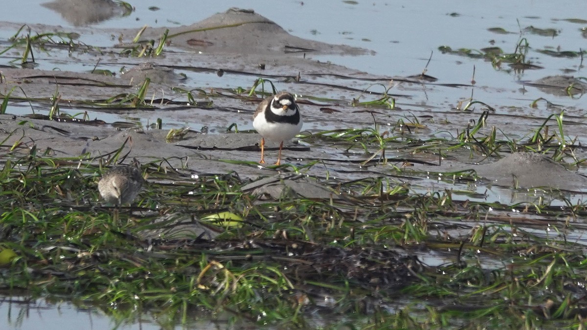 Common Ringed Plover - ML367474991