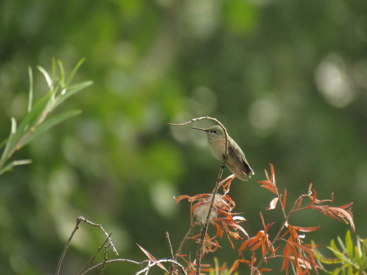 Calliope Hummingbird - ML367475851
