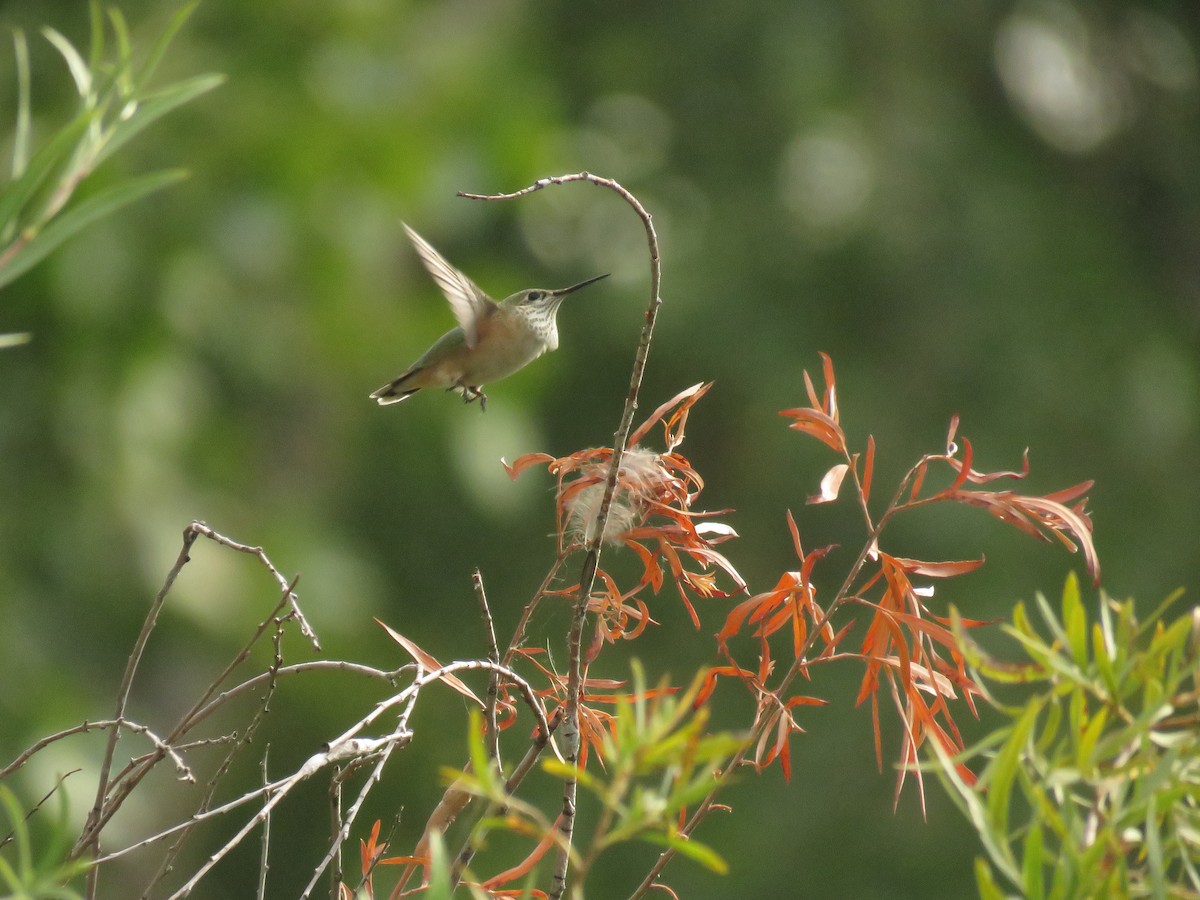 Calliope Hummingbird - ML367475891