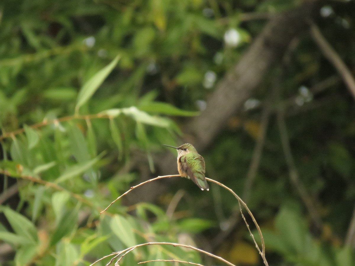 Calliope Hummingbird - Wyatt Flood