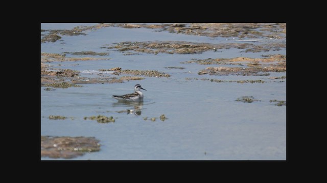 Phalarope à bec étroit - ML367476421