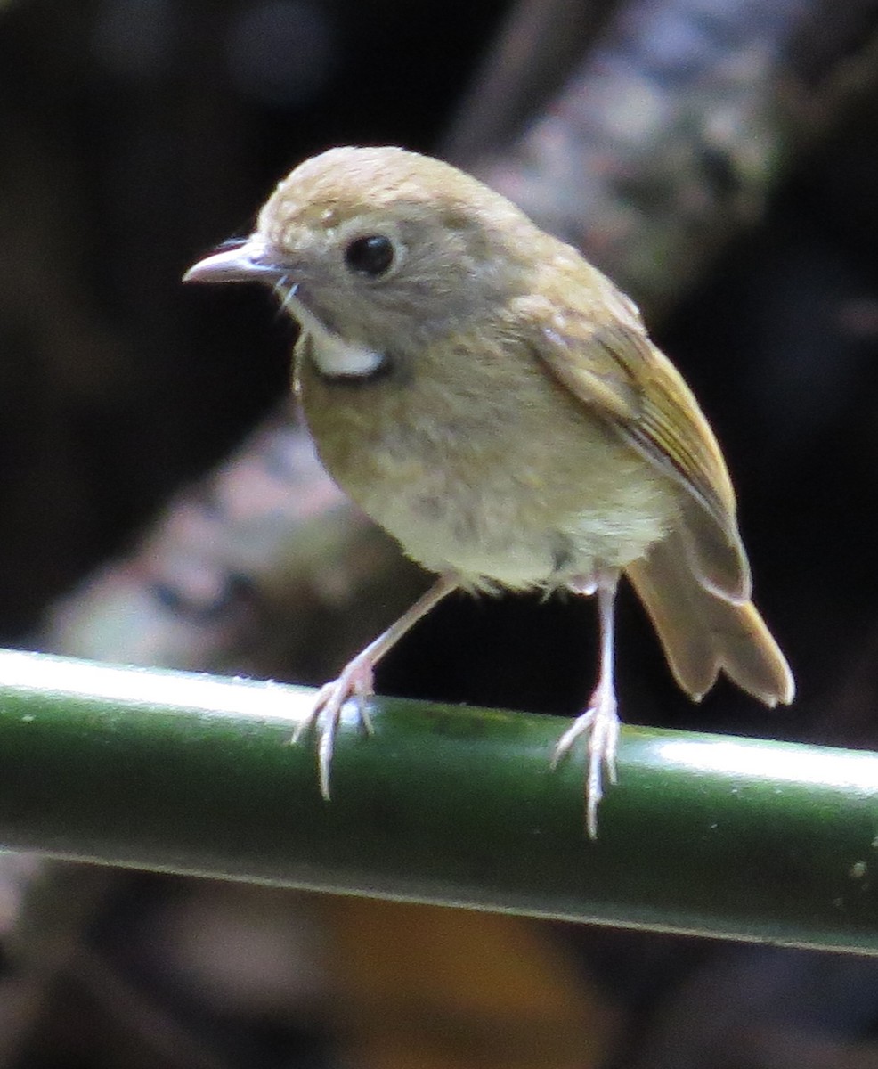 White-gorgeted Flycatcher - ML367476971