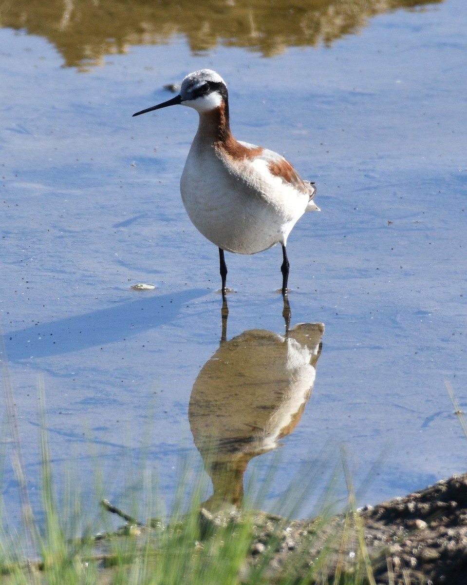 Wilson's Phalarope - ML367478411