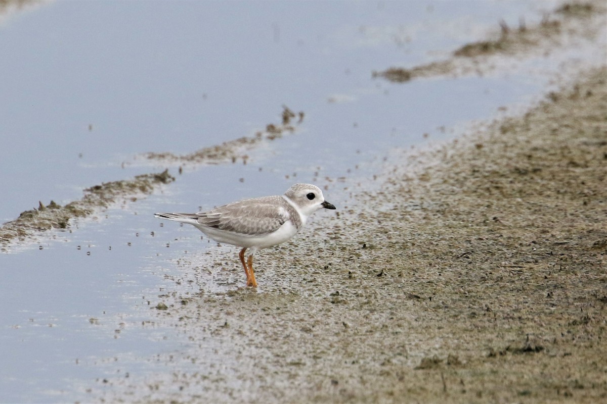 Piping Plover - ML367478831