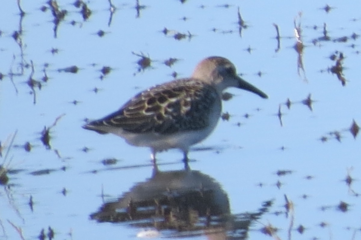 Semipalmated Sandpiper - ML367479171