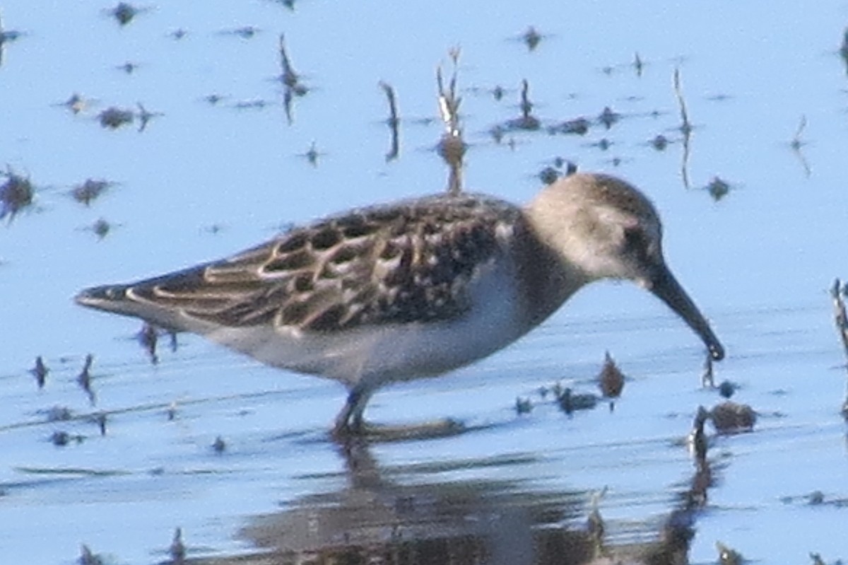 Semipalmated Sandpiper - ML367479191