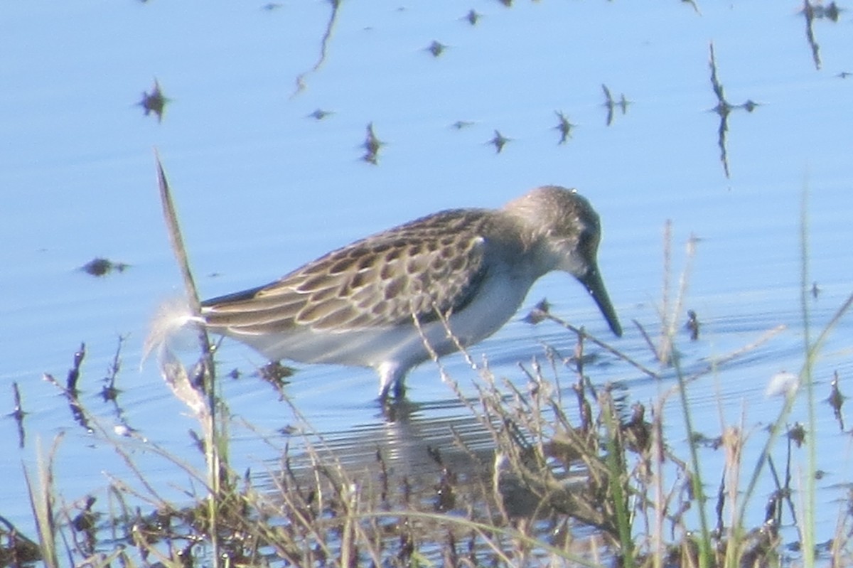 Semipalmated Sandpiper - ML367479221