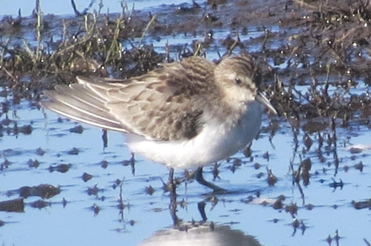 Semipalmated Sandpiper - ML367479231