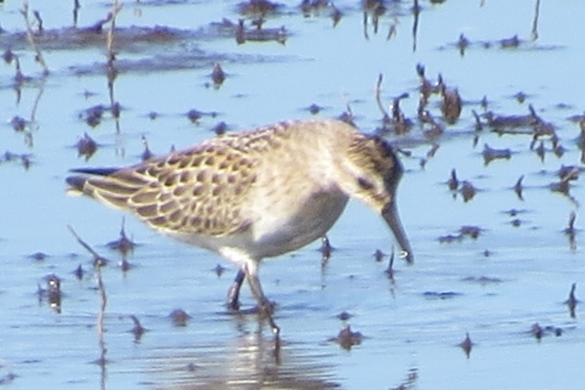 Semipalmated Sandpiper - ML367479241