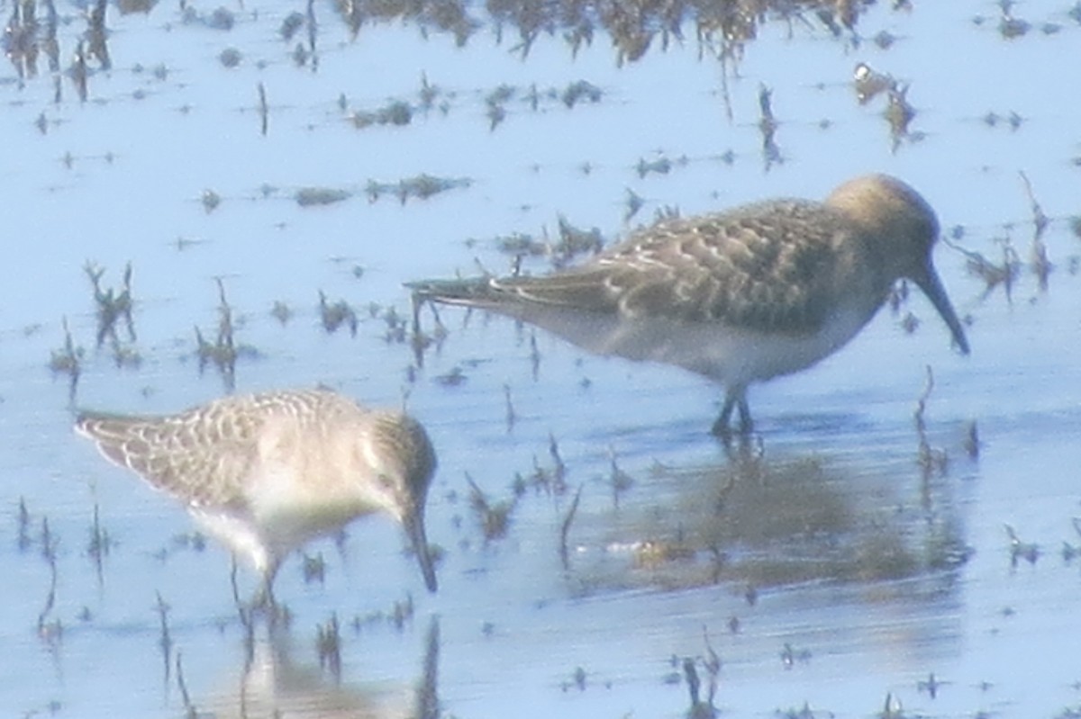 Semipalmated Sandpiper - ML367479441