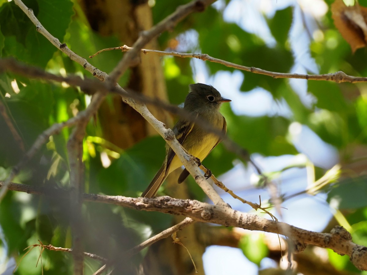 Empidonax sp. - ML367479461