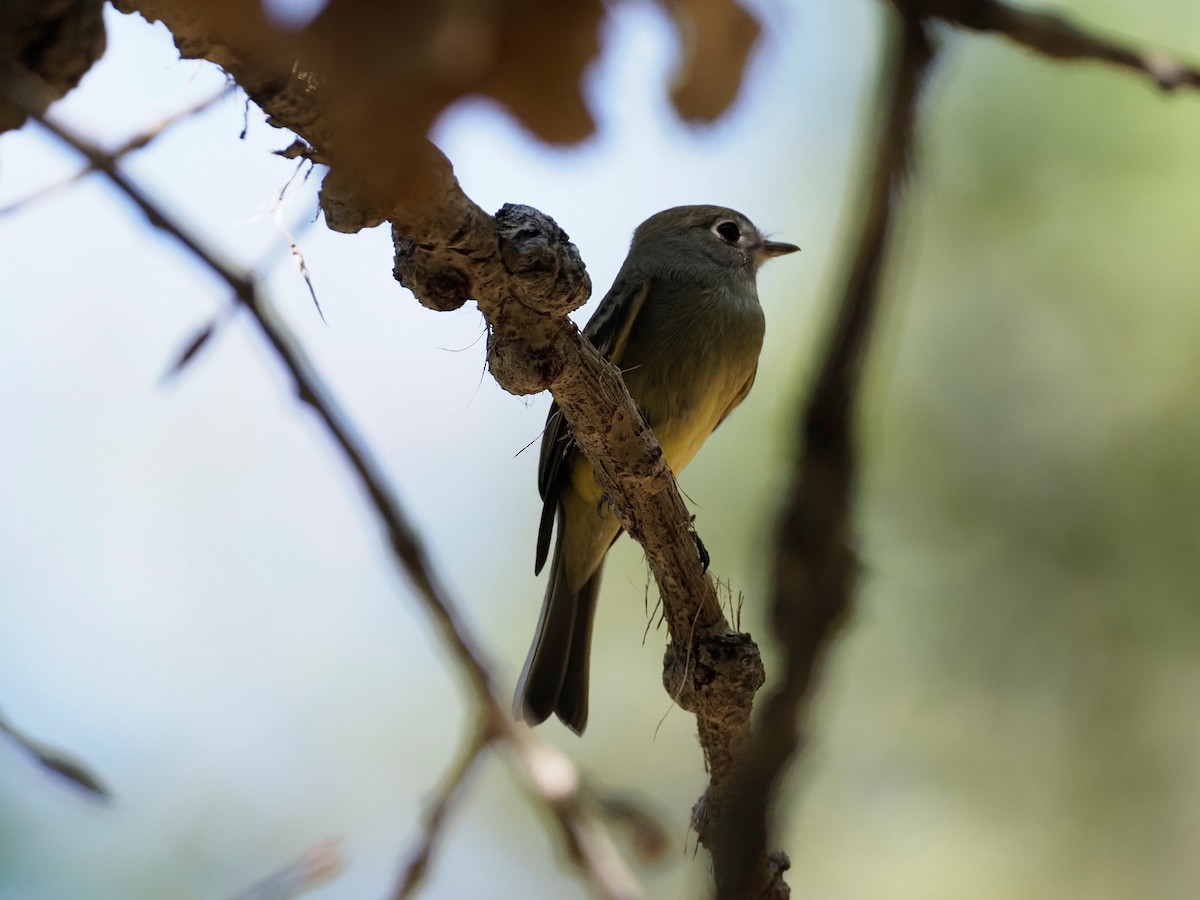 Empidonax sp. - ML367479531
