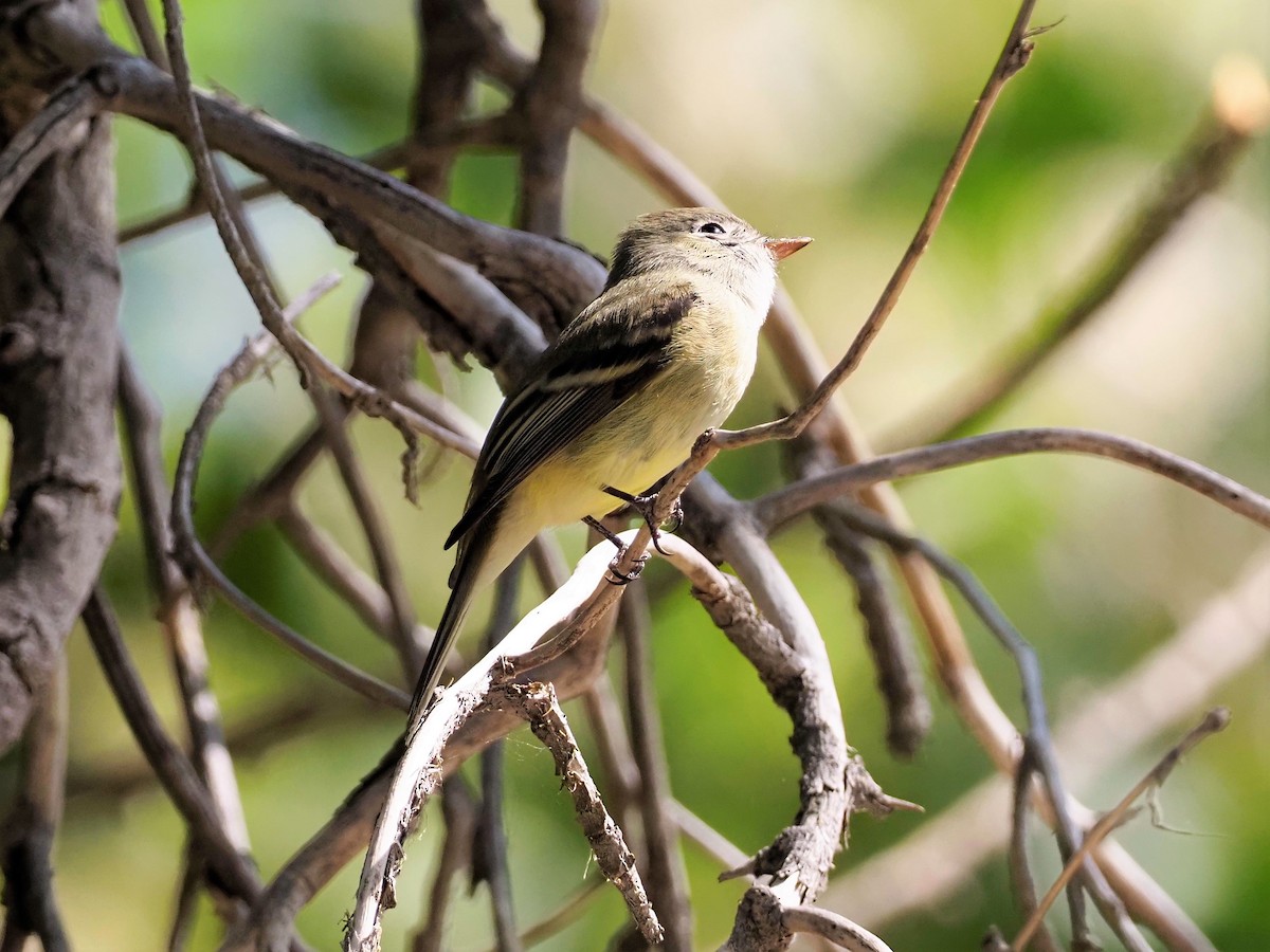 Empidonax sp. - ML367479591