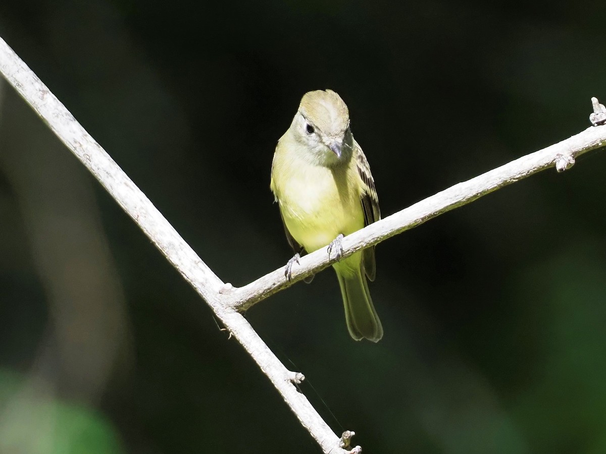 Empidonax sp. - ML367479691